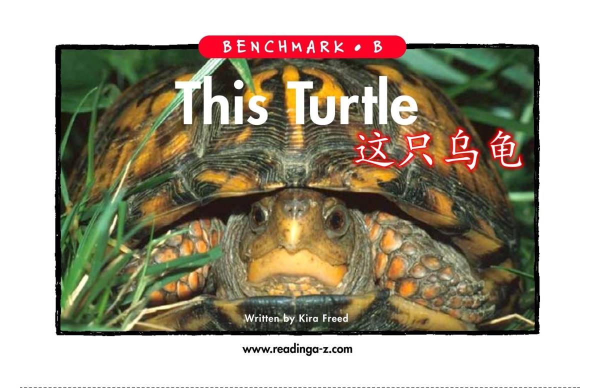 This turtle 这只乌龟