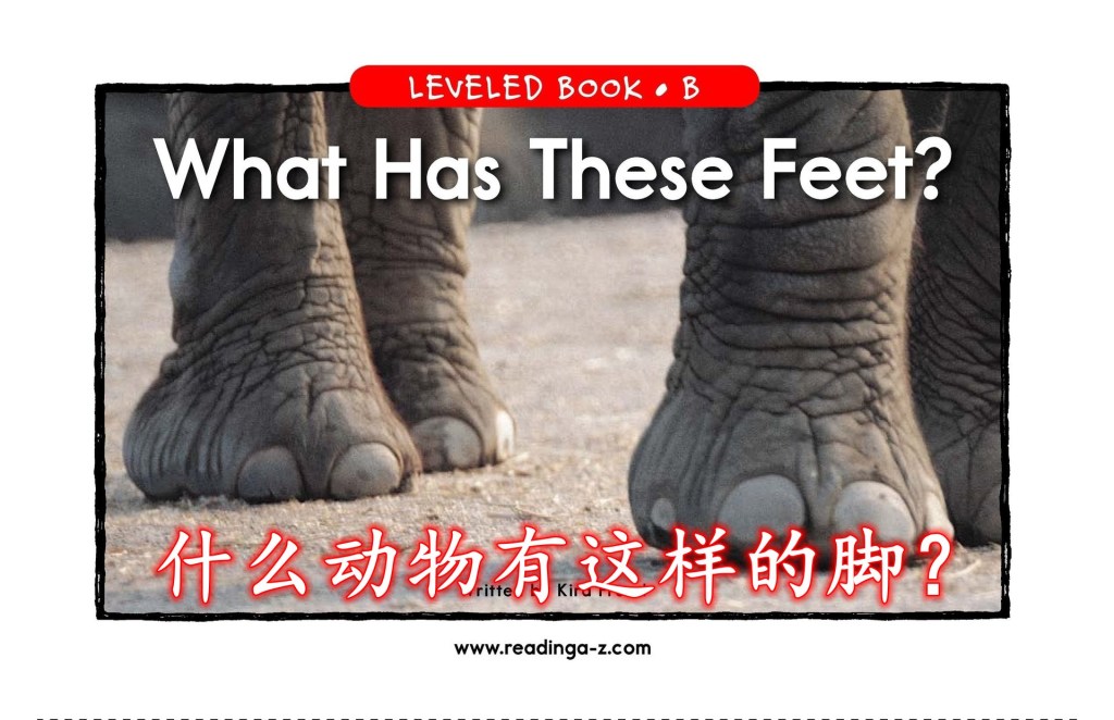 What Has These Feet&nbsp;什么动物有这样的脚